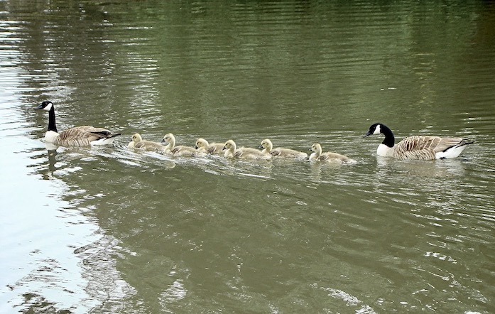 Canada goose